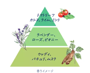 Top：トマトリーフ、カシス、ライム、ミント。Middle：ラベンダー、ローズ、ピオニー。Last：ウッディ、パチュリ、ムスク。（香りイメージ）