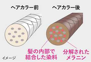 脱色して髪を染めるイメージイラスト