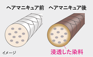 脱色して髪を染めるイメージイラスト