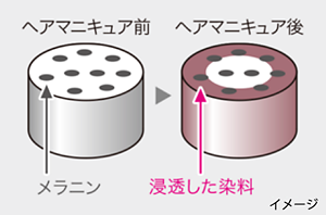 脱色して髪を染めるイメージイラスト
