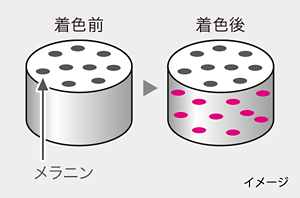 ヘアマスカラなどで一時的に着色するイメージイラスト