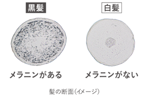 メラニンがある黒髪とメラニンがない白髪の髪の断面の比較図