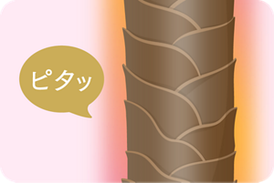 カラーベルが髪にピタッと定着したイメージ図