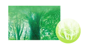 奥深い豊かな森の香りのイメージ画像。湯の色ナチュラルグリーン（色つき透明）を表すイメージ画像