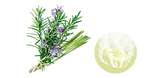  ハーバルアロマの香りのイメージ画像。湯の色ミルキーグリーン（にごり）を表すイメージ画像