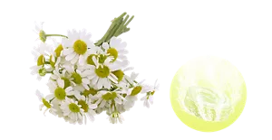 スイートカモミールの香りのイメージ画像。湯の色イエローリーフ（色つき透明）を表すイメージ画像