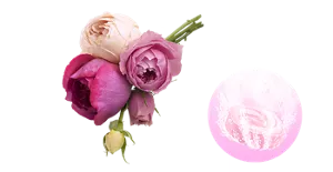  ローズハーモニーの香りのイメージ画像。湯の色ハニーピンク（色つき透明）を表すイメージ画像