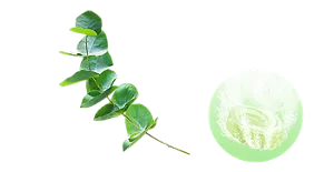 ユーカリの香りのイメージ画像。湯の色ハーバルグリーン（色つき透明）を表すイメージ画像