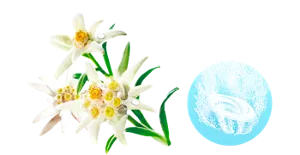 エーデルワイスの香りのイメージ画像。湯の色クリアブルー（色つき透明）を表すイメージ画像