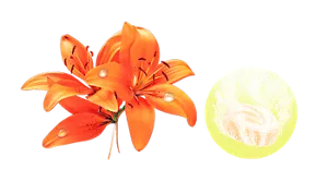 ゴールデンリリーの香りのイメージ画像。湯の色ナチュラルイエロー（色つき透明）を表すイメージ画像