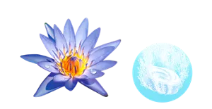 ブルーウォーターリリーの香りのイメージ画像。湯の色クリアブルー（色つき透明）を表すイメージ画像