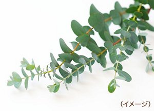 ユーカリエキス（イメージ）