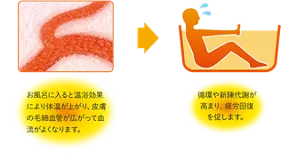 毛細血管のイメージ画像。お風呂に入ると温浴効果により体温が上がり、皮膚の毛細血管が広がって血流がよくなります。→お風呂で疲労回復している人物のイメージ画像。 循環や新陳代謝が 高まり、疲労回復を促します。