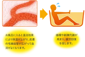 毛細血管のイメージ画像。お風呂に入ると温浴効果により体温が上がり、皮膚の毛細血管が広がって血流がよくなります。→お風呂で疲労回復している人物のイメージ画像。 循環や新陳代謝が 高まり、疲労回復を促します。
