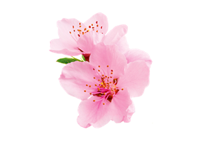 凛とした桜の香りのイメージ画像