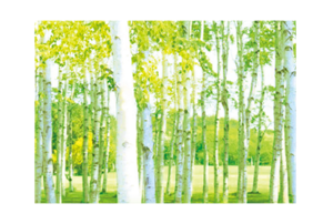 上高地の森のイメージ画像