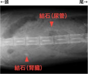 猫の尿路結石症（尿石症／ストルバイト・シュウ酸カルシウム）│猫の 