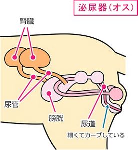 猫の尿路結石症（尿石症／ストルバイト・シュウ酸カルシウム）│猫の 