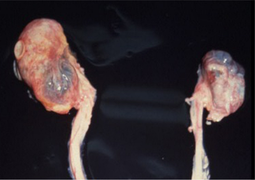 猫の慢性腎臓病 腎不全 猫の病気 猫の泌尿器ケア研究会 花王株式会社 猫の慢性腎臓病 腎不全 猫の病気 猫の泌尿器ケア研究会 花王株式会社