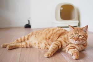 愛猫を慢性腎臓病にさせない7つの習慣とは？猫のオシッコチェックや歯