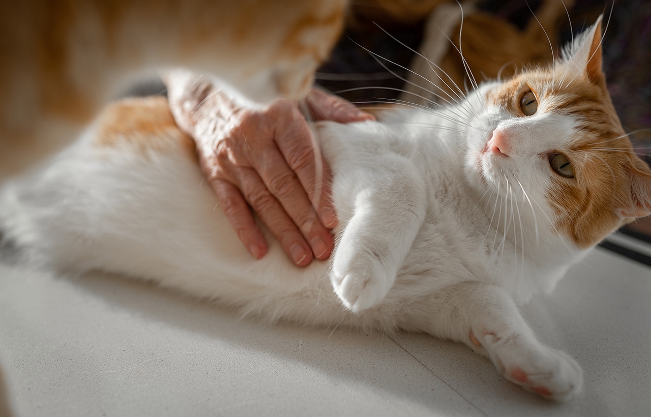 愛猫を慢性腎臓病にさせない7つの習慣とは 猫の宿命 慢性腎臓病から愛猫を守るために 猫の泌尿器ケア研究会 花王株式会社