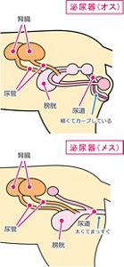 猫の泌尿器のしくみ  猫の泌尿器ケア研究会＜はじめよう！オシッコ 