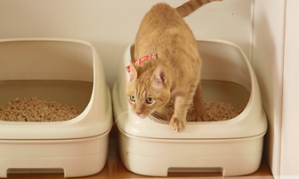 猫のオシッコ 尿 チェックの方法 猫の泌尿器ケア研究会 はじめよう オシッコチェック 花王株式会社