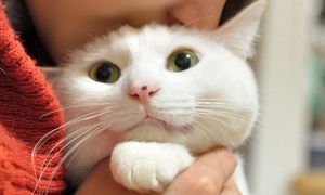 猫の尿路結石症（尿石症／ストルバイト・シュウ酸カルシウム）│猫の 