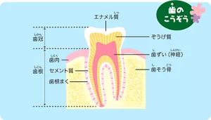 歯のこうぞう：みんなが歯ぐきと呼んでいる部分は、歯肉といいます。その歯肉から出ている、口を開けたら見えている部分を歯冠といい、歯肉に埋まっている部分を歯根と呼びます。歯の本体はぞうげ質と呼ばれる組織です。歯の中央部には血管が侵入している「歯ずい」があり、歯の表面を被っている一番外側はエナメル質です。歯根部分の歯の周囲にある組織は、歯肉、歯根まく、セメント質、歯そう骨の4つからなります。