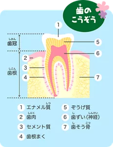 歯のこうぞう：みんなが歯ぐきと呼んでいる部分は、歯肉といいます。その歯肉から出ている、口を開けたら見えている部分を歯冠といい、歯肉に埋まっている部分を歯根と呼びます。歯の本体はぞうげ質と呼ばれる組織です。歯の中央部には血管が侵入している「歯ずい」があり、歯の表面を被っている一番外側はエナメル質です。歯根部分の歯の周囲にある組織は、歯肉、歯根まく、セメント質、歯そう骨の4つからなります。