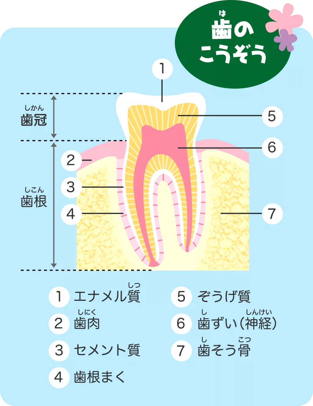 小学生 口 口の中のふしぎ | 歯みがきたんけん隊 | クリアクリーン | 花王株式会社