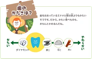 歯のかたさ：歯をおおっているエナメル質は、ダイヤモンドと鉄の間くらいのかたさだそうです。だから、かたい食べものも、きちんとかめるんだね。