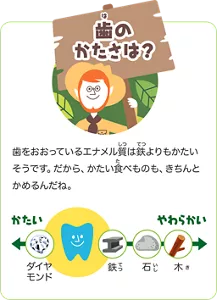 歯のかたさ：歯をおおっているエナメル質は、ダイヤモンドと鉄の間くらいのかたさだそうです。だから、かたい食べものも、きちんとかめるんだね。