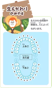 生えかわりのめやす：生えかわる時期や順番は人によってちがいます。だいたいの目安は、奥歯の後ろに新しい奥歯が生えてきて、それと同じ時期に、下あごの真ん中の前歯、続いて、下あごと上あごの前歯が4本ずつ生えかわります。後は前歯の次の奥歯から順番に生え変わり、すべての歯が永久歯になります。