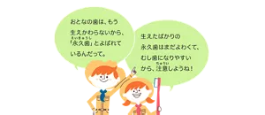 おとなの歯は、もう生えかわらないから、「永久歯」とよばれているんだって。／生えたばかりの永久歯はまだよわくて、むし歯になりやすいから、注意しようね！