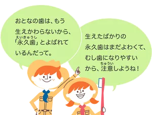 おとなの歯は、もう生えかわらないから、「永久歯」とよばれているんだって。／生えたばかりの永久歯はまだよわくて、むし歯になりやすいから、注意しようね！