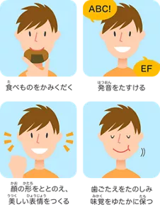 食べものをかみくだく／発音をたすける／顔の形をととのえ、美しい表情をつくる／歯ごたえをたのしみ味覚をゆたかに保つ