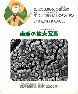 たった0.001gの歯垢の中に、1億個以上のバイキンがすんでいるんだよ。