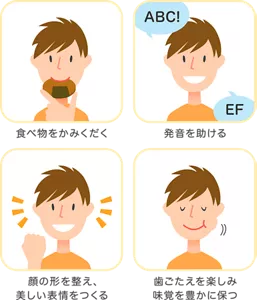 食べ物をかみくだく／発音を助ける／顔の形を整え、美しい表情をつくる／歯ごたえを楽しみ味覚を豊かに保つ