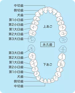 歯の種類と配列図：正中から数えて3番目までの歯を総称して前歯と呼びます。1番前の歯から奥の歯の向かって順に中切歯、側切歯、犬歯と呼びます。続いて4番目から8番目までを奥歯と呼びます。順に第1小臼歯、第2小臼歯、第1大臼歯、第2大臼歯、第3大臼歯またの名を親知らずと呼ばれています。