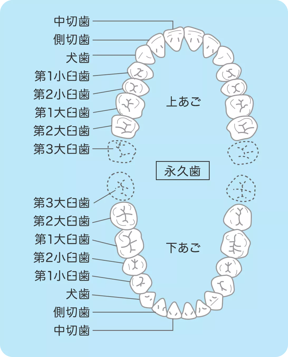 歯の種類と配列図：正中から数えて3番目までの歯を総称して前歯と呼びます。1番前の歯から奥の歯の向かって順に中切歯、側切歯、犬歯と呼びます。続いて4番目から8番目までを奥歯と呼びます。順に第1小臼歯、第2小臼歯、第1大臼歯、第2大臼歯、第3大臼歯またの名を親知らずと呼ばれています。