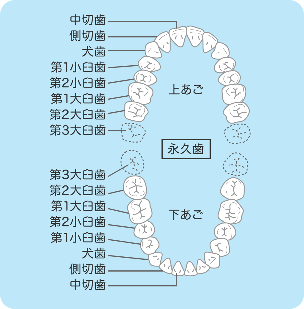 歯の役割としくみ 歯の健康 基本のき オーラルケア情報 クリアクリーン 花王株式会社