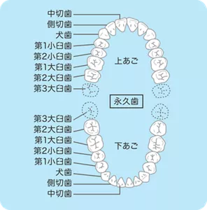 歯の種類と配列図：正中から数えて3番目までの歯を総称して前歯と呼びます。1番前の歯から奥の歯の向かって順に中切歯、側切歯、犬歯と呼びます。続いて4番目から8番目までを奥歯と呼びます。順に第1小臼歯、第2小臼歯、第1大臼歯、第2大臼歯、第3大臼歯またの名を親知らずと呼ばれています。