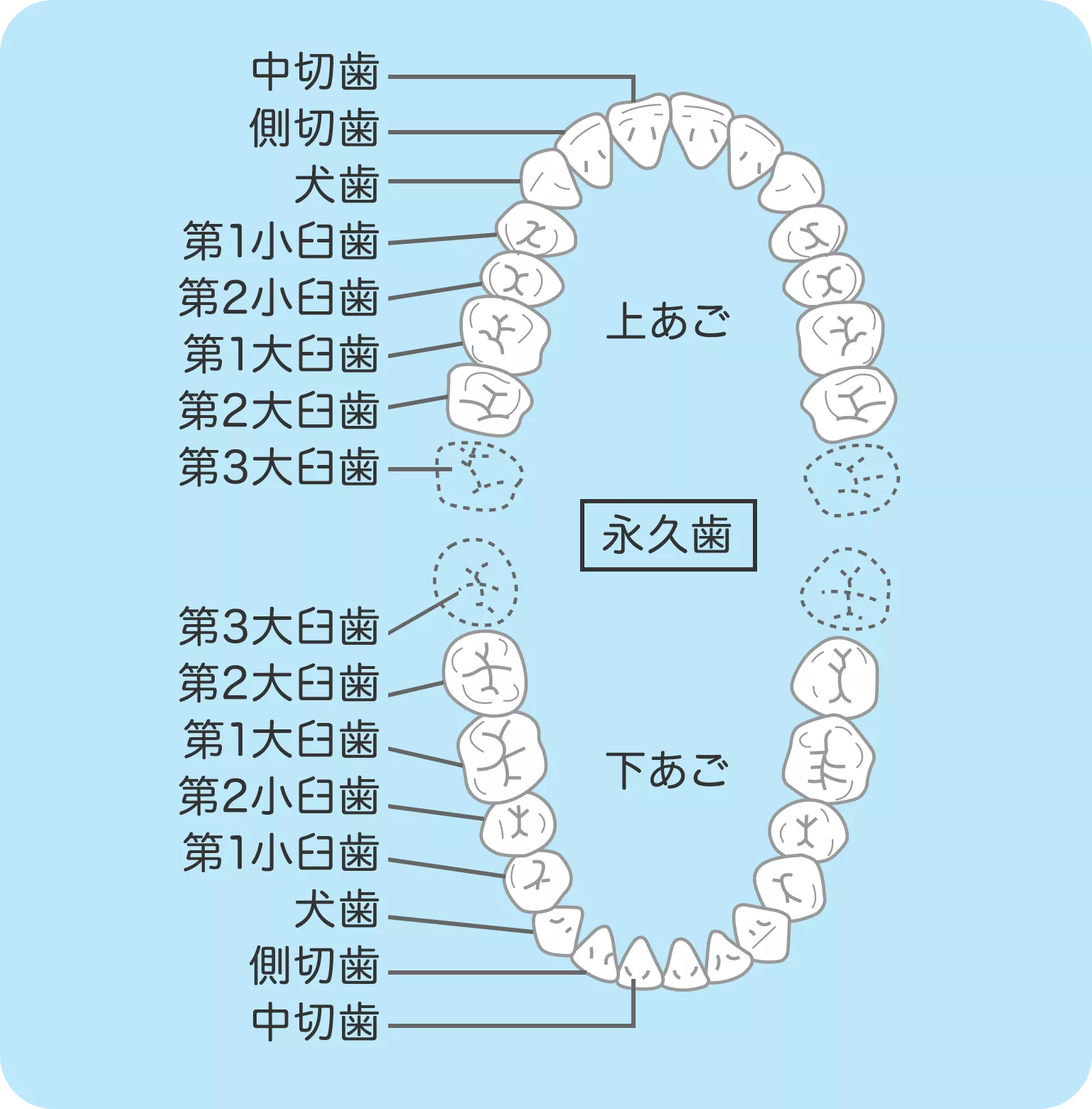 歯の役割としくみ | 歯の健康 基本のき | オーラルケア情報 | クリアクリーン | 花王株式会社