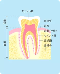歯の構造図：歯を縦切りにした図です。歯肉から出ている上方部分を歯冠、歯肉に埋まっている部分を歯根と呼びます。歯の本体は象牙質と呼ばれる組織です。歯の中央部には血管が侵入している歯髄（神経）があり、歯の表面を被っている一番外側はエナメル質です。歯周組織は歯の周囲にある組織で歯肉、歯根膜とセメント質、歯槽骨の4つからなります。