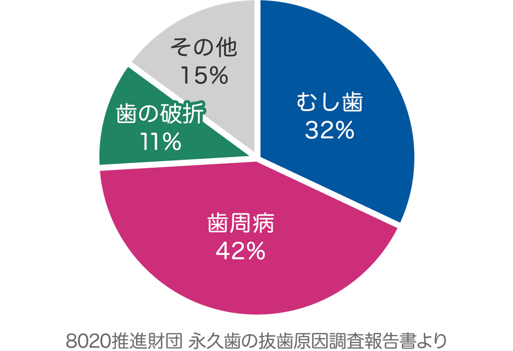 歯の役割としくみ 歯の健康 基本のき オーラルケア情報 クリアクリーン 花王株式会社