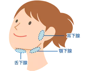 耳下腺は耳の前から下、そしてほんの少し後ろにも及び、一部は下あごの骨の後ろを回りこんでいます。顎下腺はその名のとおり顎の下で、ちょうど顎のえらの部分と正中の間でやや後ろ寄りにあります。舌下腺は口腔底の粘膜直下で、下顎骨の内面に位置しています。