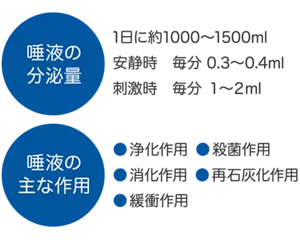 唾液の分泌量は1日約1000～1500mlで刺激時には安静時の3～5倍の分泌量になります。／唾液の主な作用は浄化作用、殺菌作用、再石灰化作用などがあります。