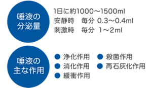 唾液の分泌量は1日約1000～1500mlで刺激時には安静時の3～5倍の分泌量になります。／唾液の主な作用は浄化作用、殺菌作用、再石灰化作用などがあります。