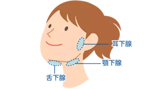 耳下腺は耳の前から下、そしてほんの少し後ろにも及び、一部は下あごの骨の後ろを回りこんでいます。顎下腺はその名のとおり顎の下で、ちょうど顎のえらの部分と正中の間でやや後ろ寄りにあります。舌下腺は口腔底の粘膜直下で、下顎骨の内面に位置しています。